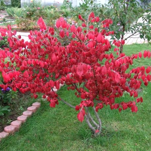 Euonymus europaeus - Harilik kikkapuu C5/5L